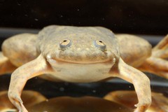 Xenopus victorianus