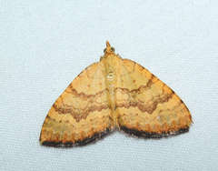 Chrysolarentia correlata