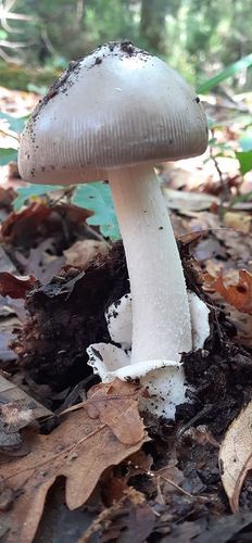 Amanita mairei — no rights reserved