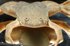 Xenopus victorianus
