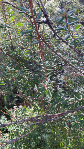 Monotoca glauca observed 2026-09-25