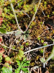 Arabidopsis suecica