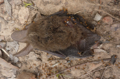 Nyctophilus