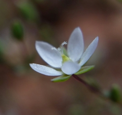 Sabulina californica