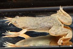 Xenopus victorianus