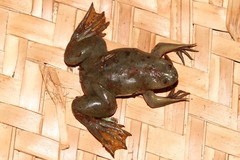 Xenopus victorianus