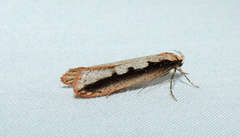 Leptocroca sanguinolenta