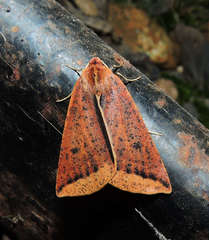 Cycloprorodes melanoxysta