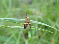 Nemophora degeerella