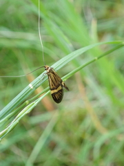 Nemophora degeerella