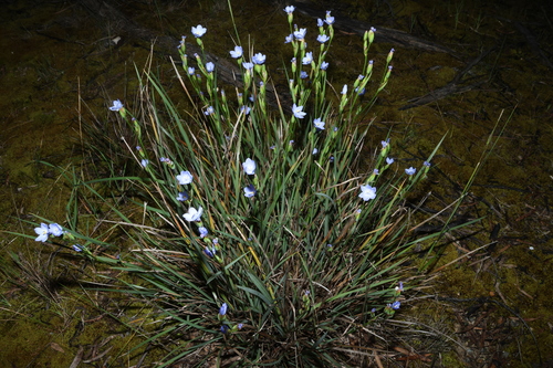 Orthrosanthus multiflorus, 2026-09-21