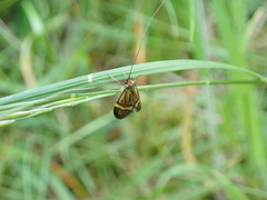 Nemophora degeerella