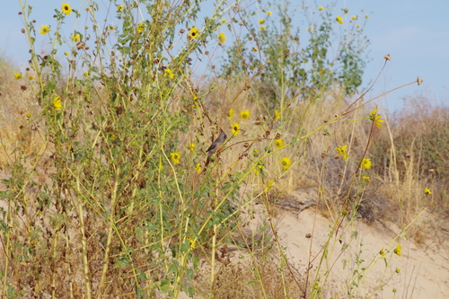 Pyrrhuloxia
