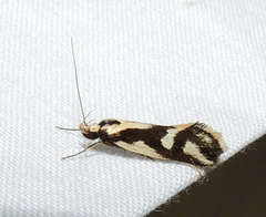 Epithymema incomposita