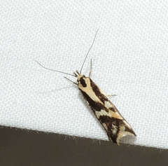 Epithymema incomposita