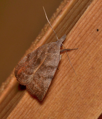 Tortricopsis euryphanella