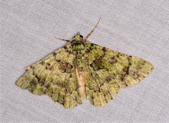 Aeolochroma hypochromaria