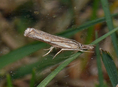 Ptochostola microphaeellus