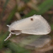 Acyphas semiochrea - Photo (c) James Duggan, algunos derechos reservados (CC BY-SA)