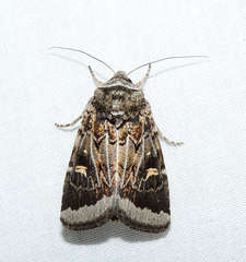 Proteuxoa oxygona