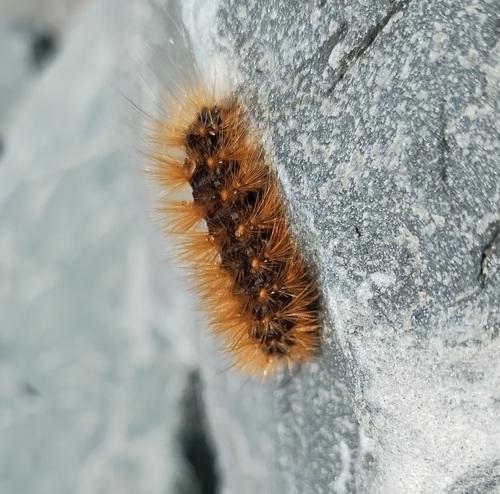 Salt Marsh Moth