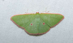 Chlorocoma cadmaria