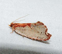 Glyphidoptera polymita