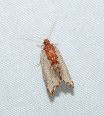 Glyphidoptera polymita