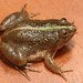 Green Puddle Frog - Photo (c) Martin Grimm, some rights reserved (CC BY-NC)