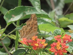Polygonia c-aureum lunulata