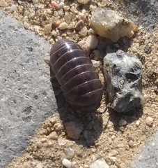 Armadillidium vulgare