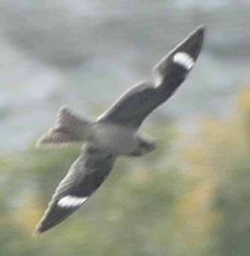 Common Nighthawk