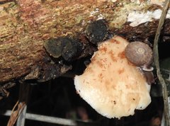 Moellendorffia trisinuata