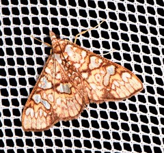 Glyphodes canthusalis