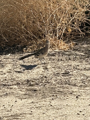 Greater Roadrunner
