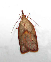 Enchocrates glaucopis