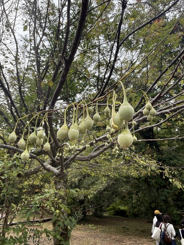 Styrax japonicus observed 2026-09-26