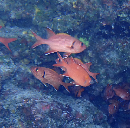 Myripristis berndti observed 2026-09-29