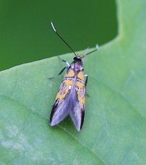 Schiffermuelleria schaefferella