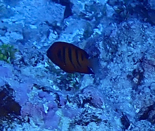Centropyge loriculus observed 2026-09-29