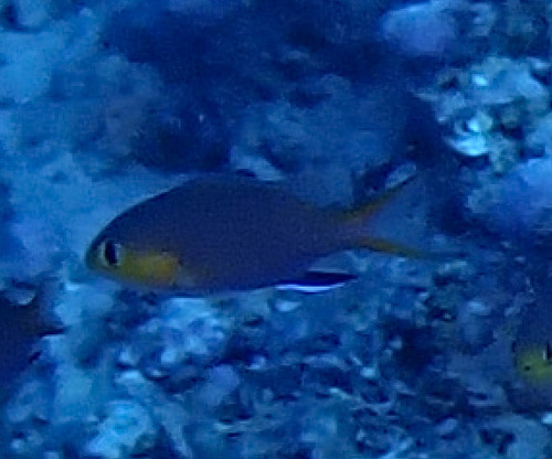 Chromis acares observed 2026-09-29