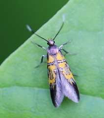 Schiffermuelleria schaefferella