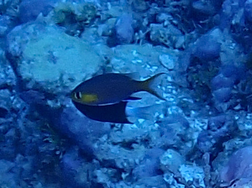 Chromis acares observed 2026-09-29