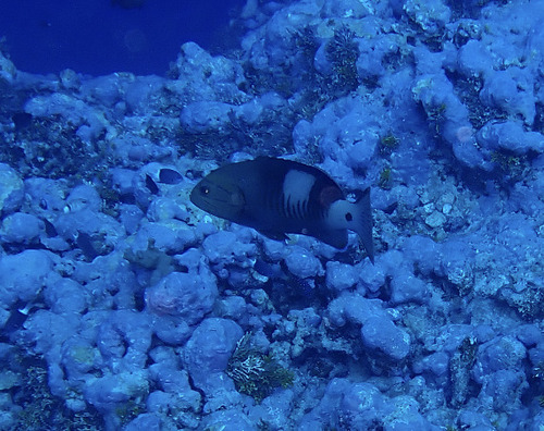 Gracila albomarginata observed 2026-09-29