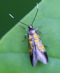 Schiffermuelleria schaefferella