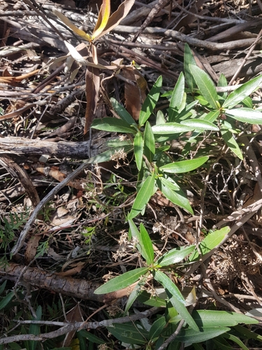 Image of Olearia viscosa by (c) Yoav Daniel Bar-Ness, some rights reserved (CC BY)