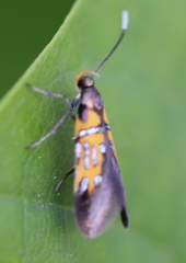 Schiffermuelleria schaefferella