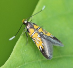 Schiffermuelleria schaefferella
