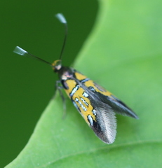 Schiffermuelleria schaefferella