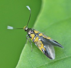 Schiffermuelleria schaefferella